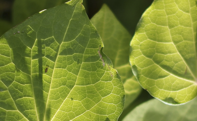 Kawakawa