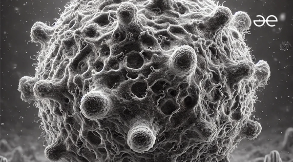 Immune System 101 – How Your Body Fights for You