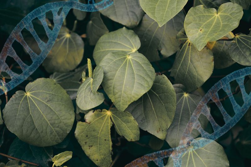 Kawakawa: The Ancient New Zealand Plant Backed by Modern Science