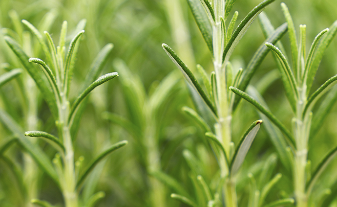 Rosemary Extract (20% Carnosic Acid)